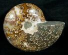 Cut & Polished Desmoceras Ammonite (Half) - #5395-1